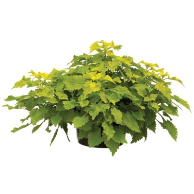 Coleus TERRA NOVA® 'Green Lantern'