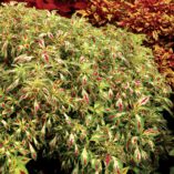 Coleus TERRA NOVA® 'Jitters'