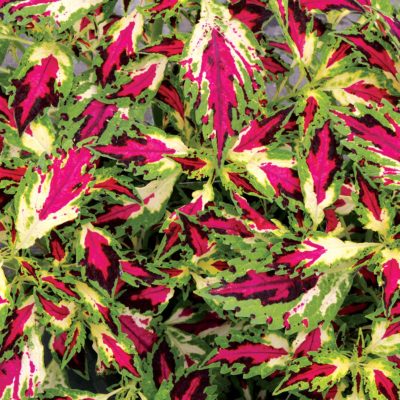 Coleus TERRA NOVA® 'Jitters'