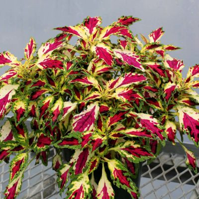 Coleus TERRA NOVA® 'Jitters'