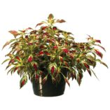 Coleus TERRA NOVA® 'Jitters'