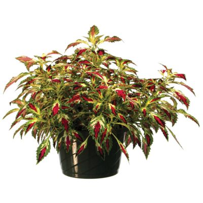 Coleus TERRA NOVA® 'Jitters'