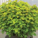 Coleus TERRA NOVA® 'Lavish Lime'