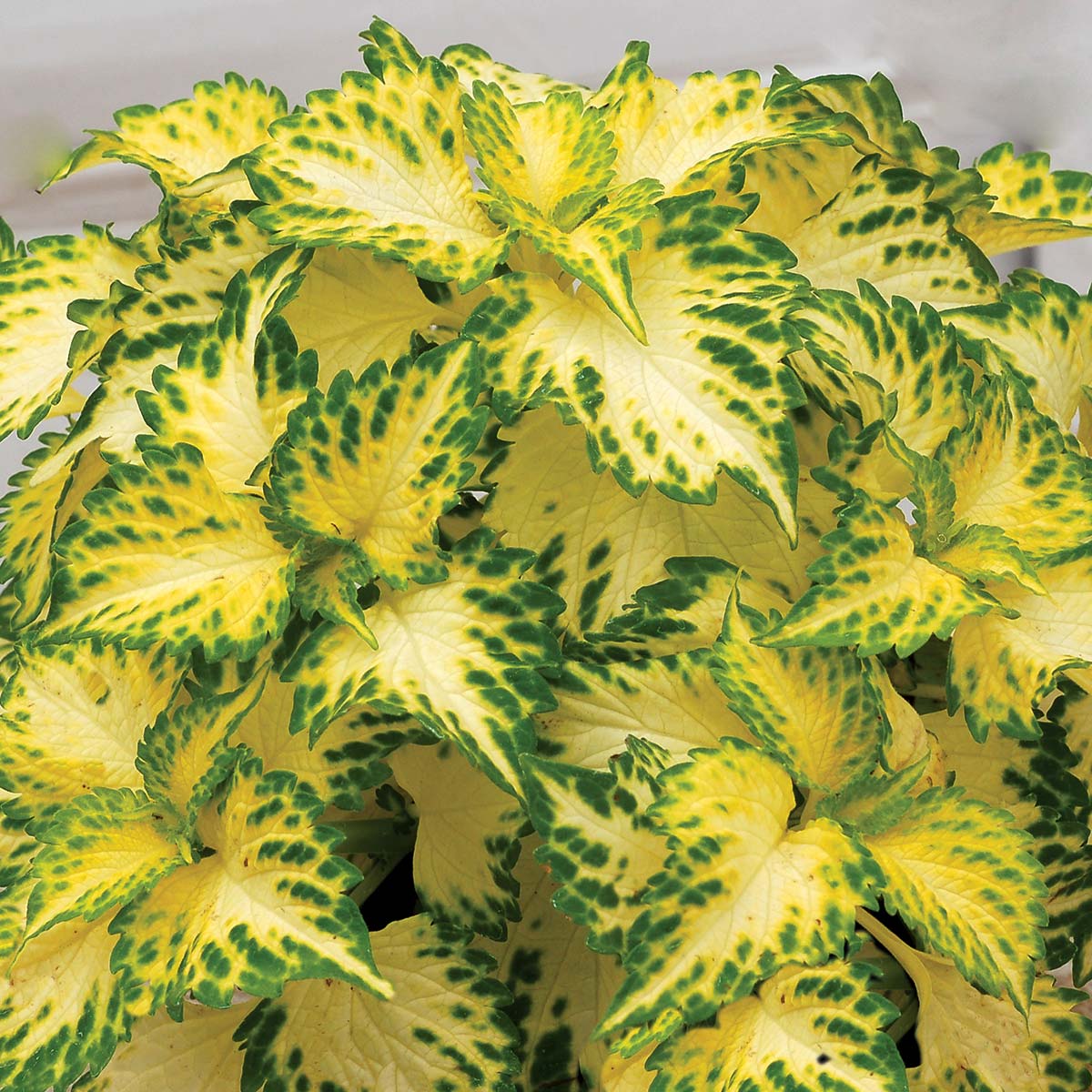 Coleus TERRA NOVA® 'Lumen'