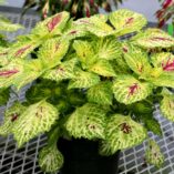 Coleus TERRA NOVA® 'Lumen'