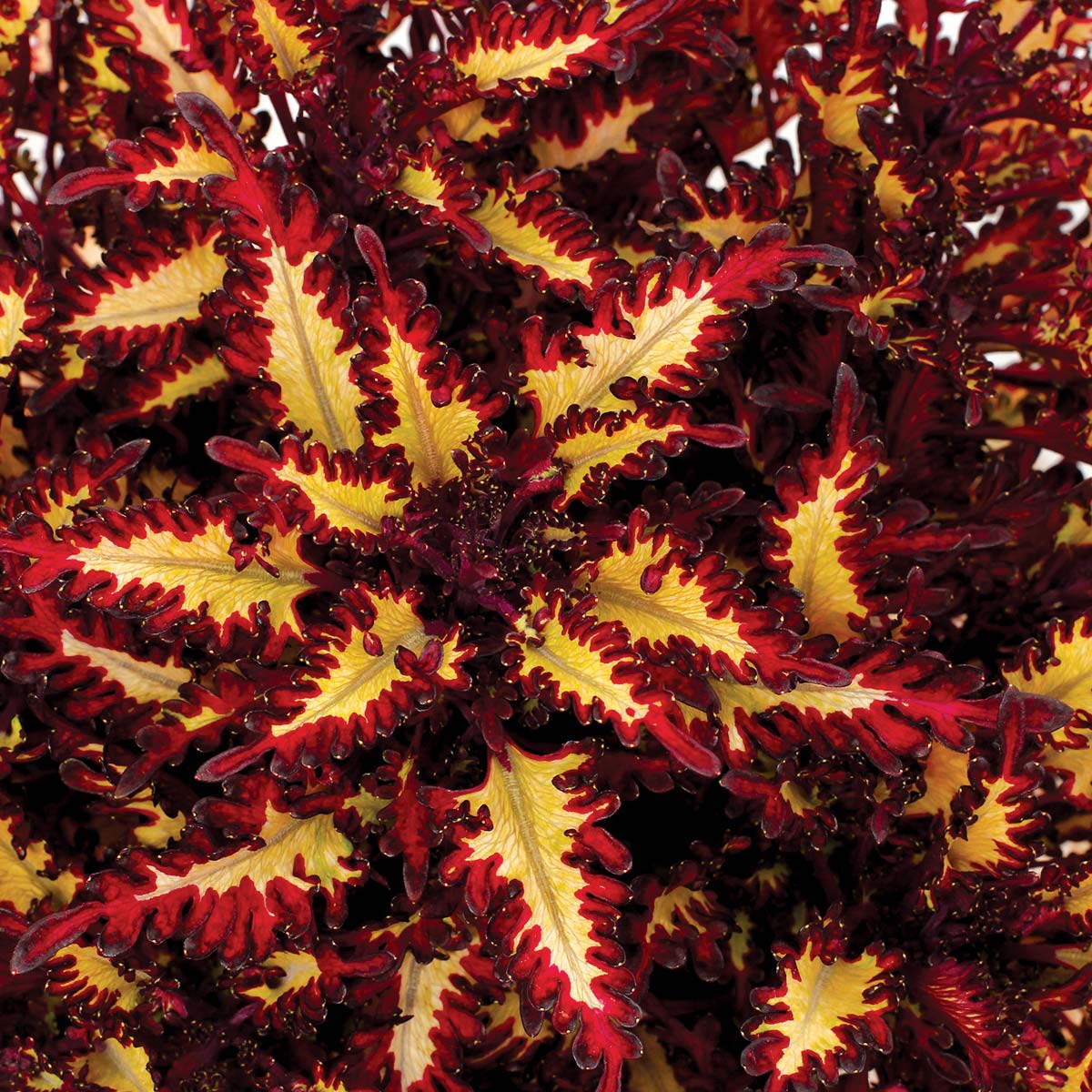 Coleus TERRA NOVA® 'Macaw'