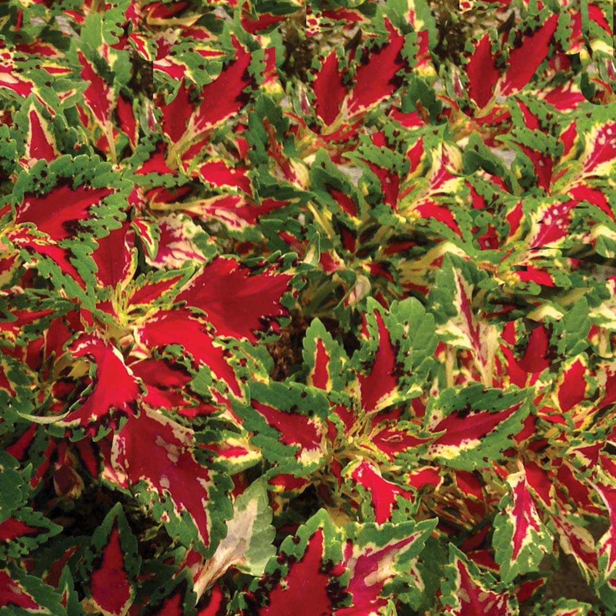 Coleus TERRA NOVA® 'Magic Spell'