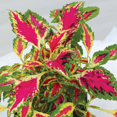 Coleus TERRA NOVA® 'Magic Spell'