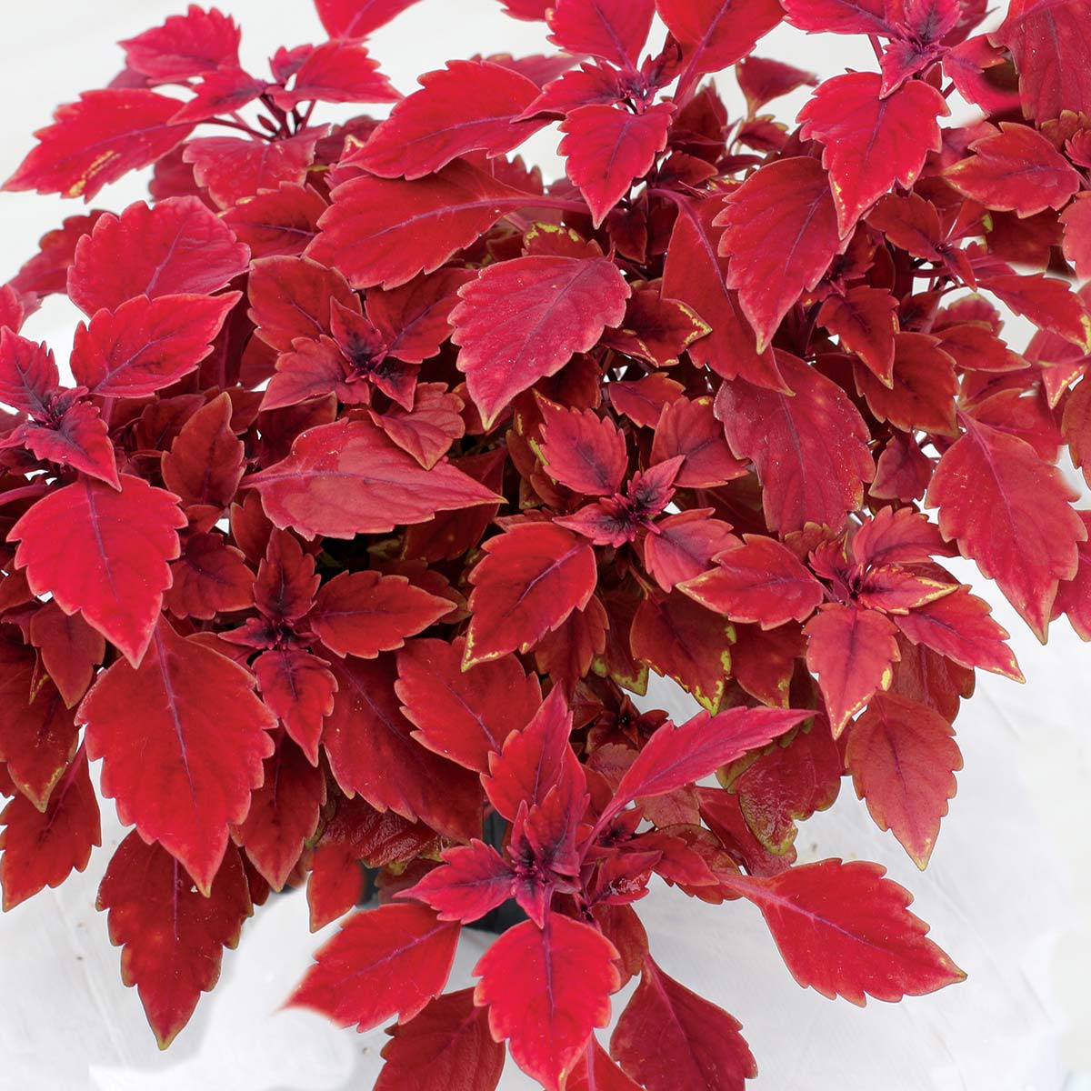 Coleus TERRA NOVA® 'Maharaja'