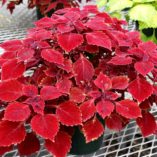 Coleus TERRA NOVA® 'Maharaja'