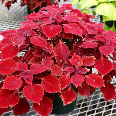 Coleus TERRA NOVA® 'Maharaja'