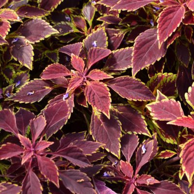 Coleus TERRA NOVA® 'Maharaja'