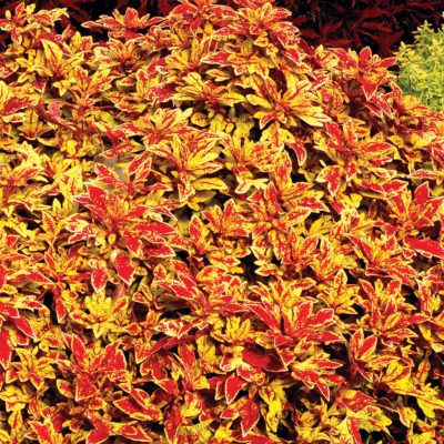 Coleus TERRA NOVA® 'Marrakesh'