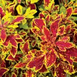 Coleus TERRA NOVA® 'Marrakesh'