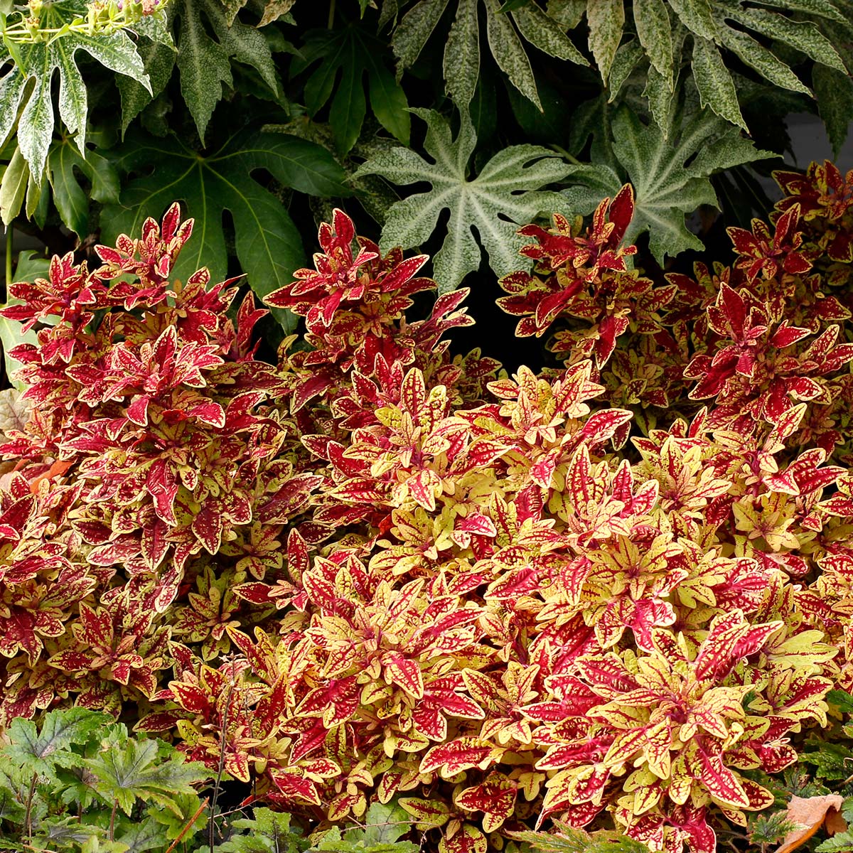 Coleus TERRA NOVA® ‘Marrakesh’ | TERRA NOVA® Nurseries, Inc.