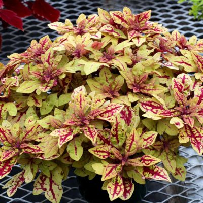 Coleus TERRA NOVA® 'Marrakesh'