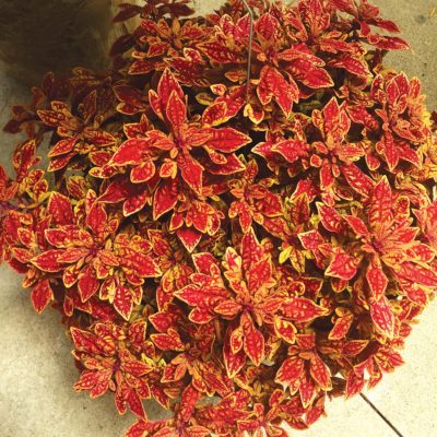 Coleus TERRA NOVA® 'Marrakesh'