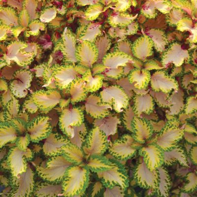 Coleus TERRA NOVA® 'Mystic Light'