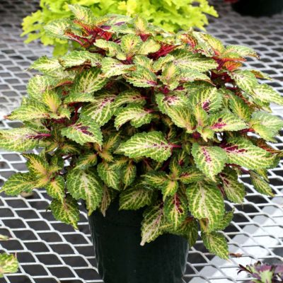 Coleus TERRA NOVA® 'Mystic Light'