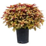 Coleus TERRA NOVA® 'Mystic Light'