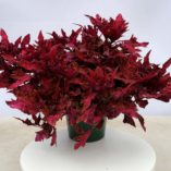 Coleus TERRA NOVA® 'Pandora'