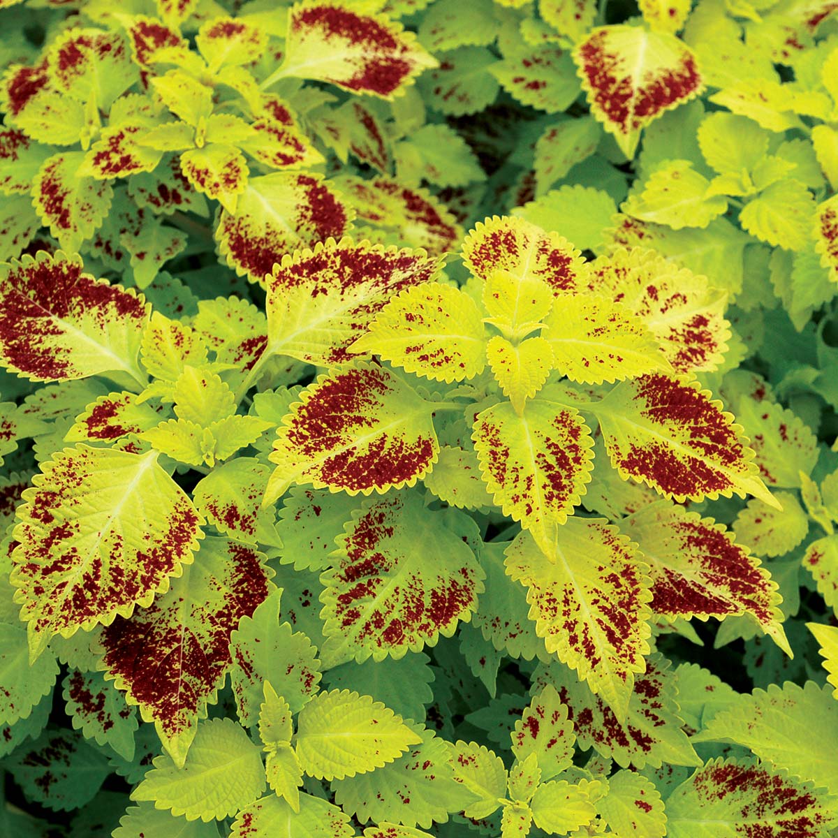 Coleus TERRA NOVA® 'Pepperpot'