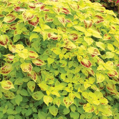 Coleus TERRA NOVA® 'Pepperpot'