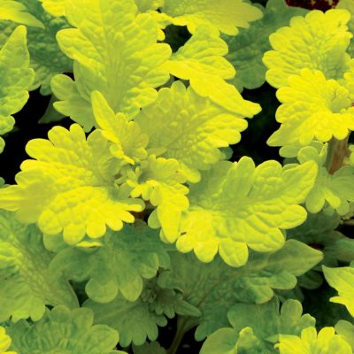 Coleus TERRA NOVA® 'Peridot'