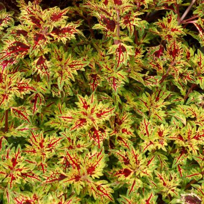 Coleus TERRA NOVA® 'Persia'