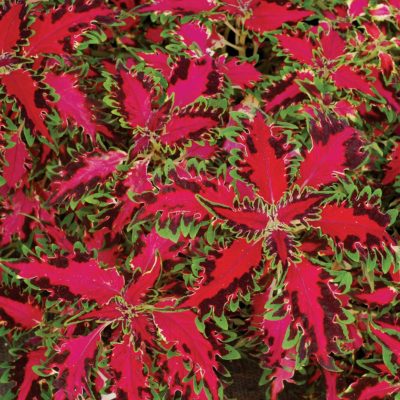 Coleus TERRA NOVA® 'Pink Poodle'