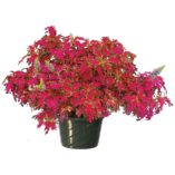 Coleus TERRA NOVA® 'Pink Poodle'