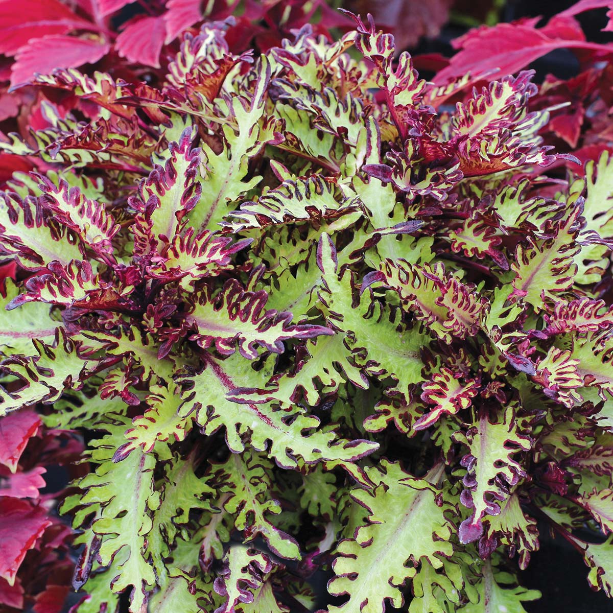 Coleus TERRA NOVA® 'Quetzal'