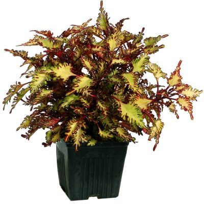 Coleus TERRA NOVA® 'Quetzal'