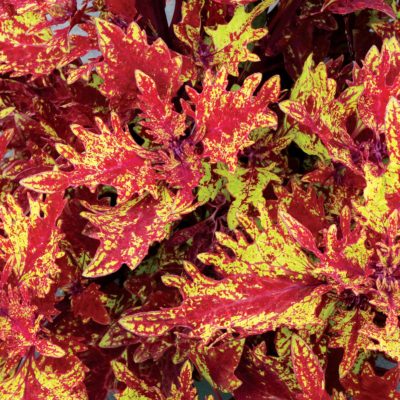 Coleus TERRA NOVA® 'Red Ripple'