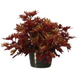 Coleus TERRA NOVA® 'Red Ripple'