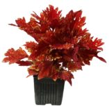 Coleus TERRA NOVA® 'Red Ripple'