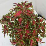 Coleus TERRA NOVA® 'Scarlet Ibis'