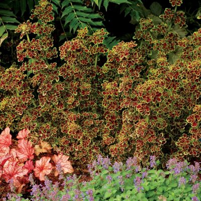 Coleus TIDBITS™ 'Tammy'