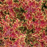 Coleus TIDBITS™ 'Terry'