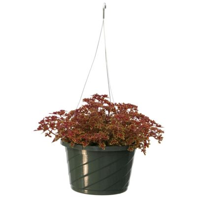 Coleus TIDBITS™ 'Terry'