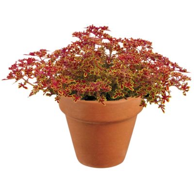 Coleus TIDBITS™ 'Terry'