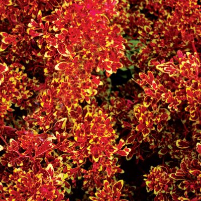 Coleus TIDBITS™ 'Timmy'