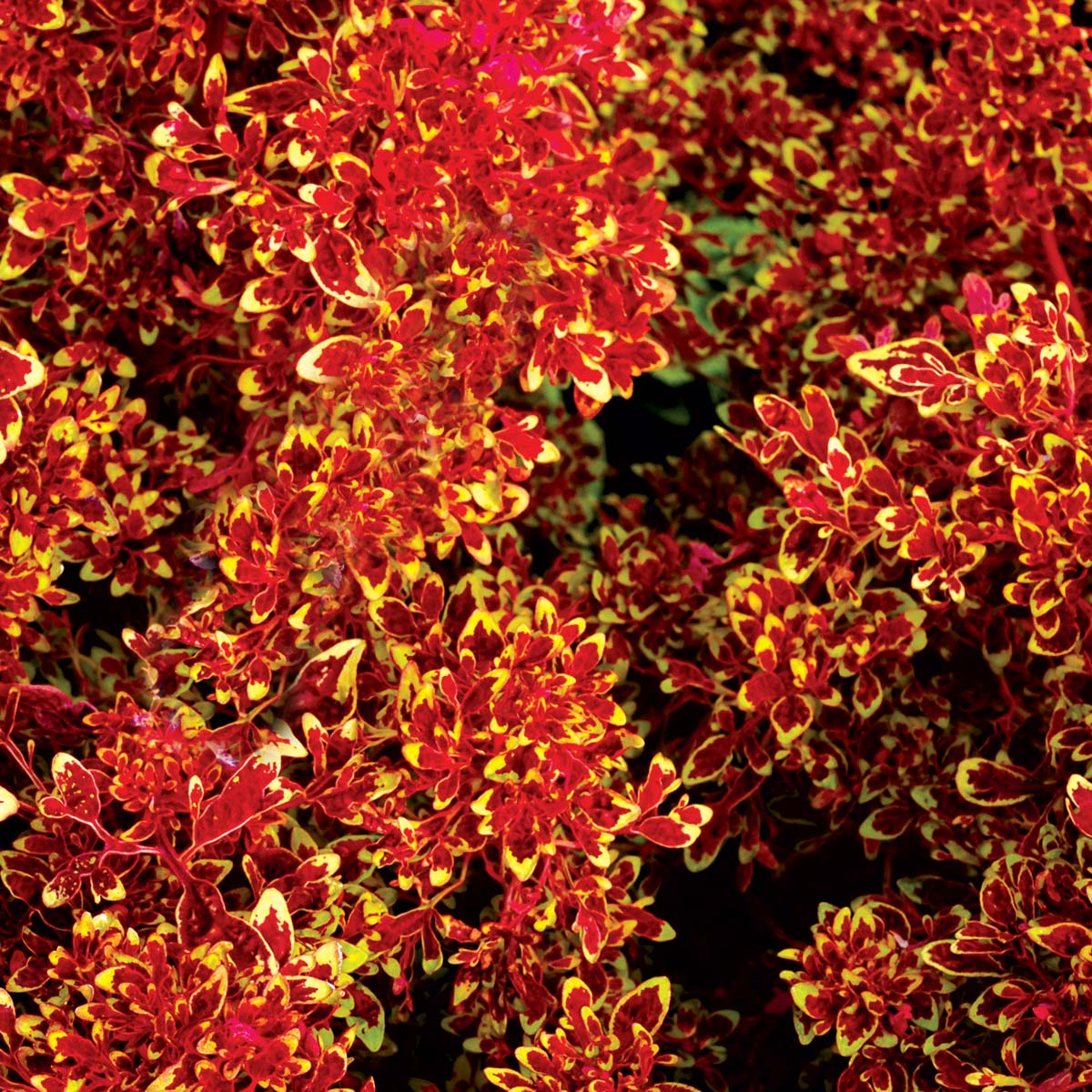 Coleus TIDBITS™ 'Timmy'