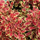 Coleus TIDBITS™ 'Timmy'