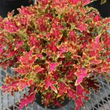 Coleus WILDFIRE™ 'Blaze'