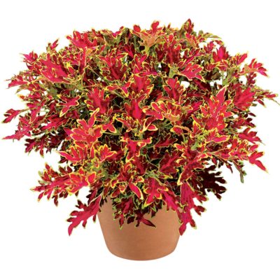 Coleus WILDFIRE™ 'Blaze'