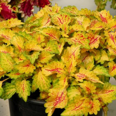 Coleus WILDFIRE™ 'Flicker'