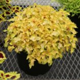 Coleus WILDFIRE™ 'Flicker'