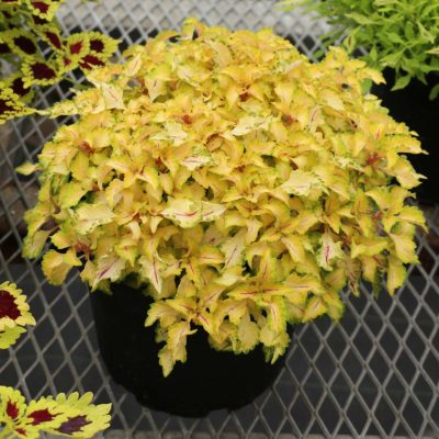 Coleus WILDFIRE™ 'Flicker'