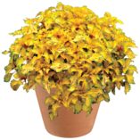 Coleus WILDFIRE™ 'Flicker'